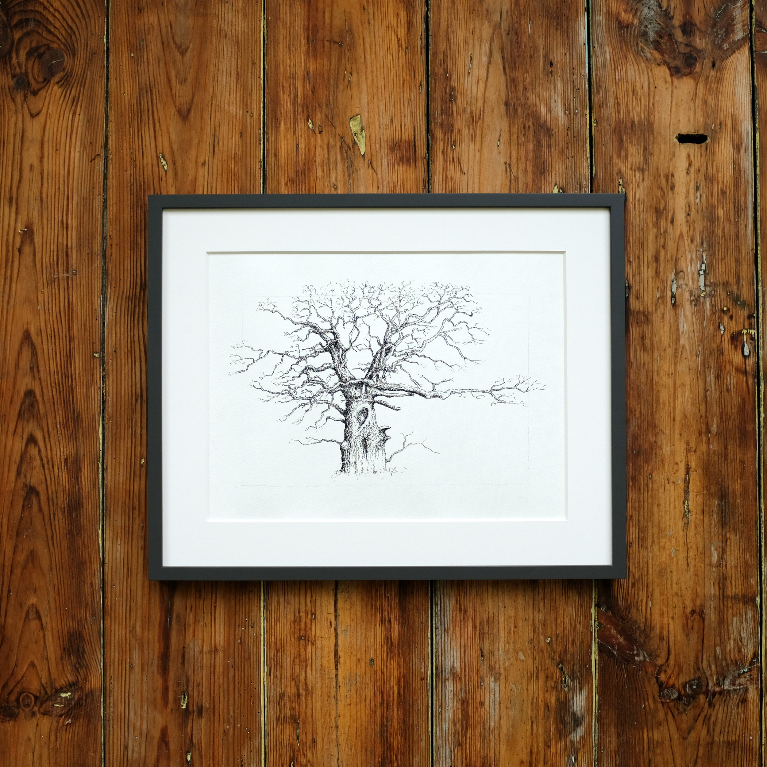 Tuschgrafik Eiche III Tuschgrafik Eiche III - Künstler: Sven Tackmann